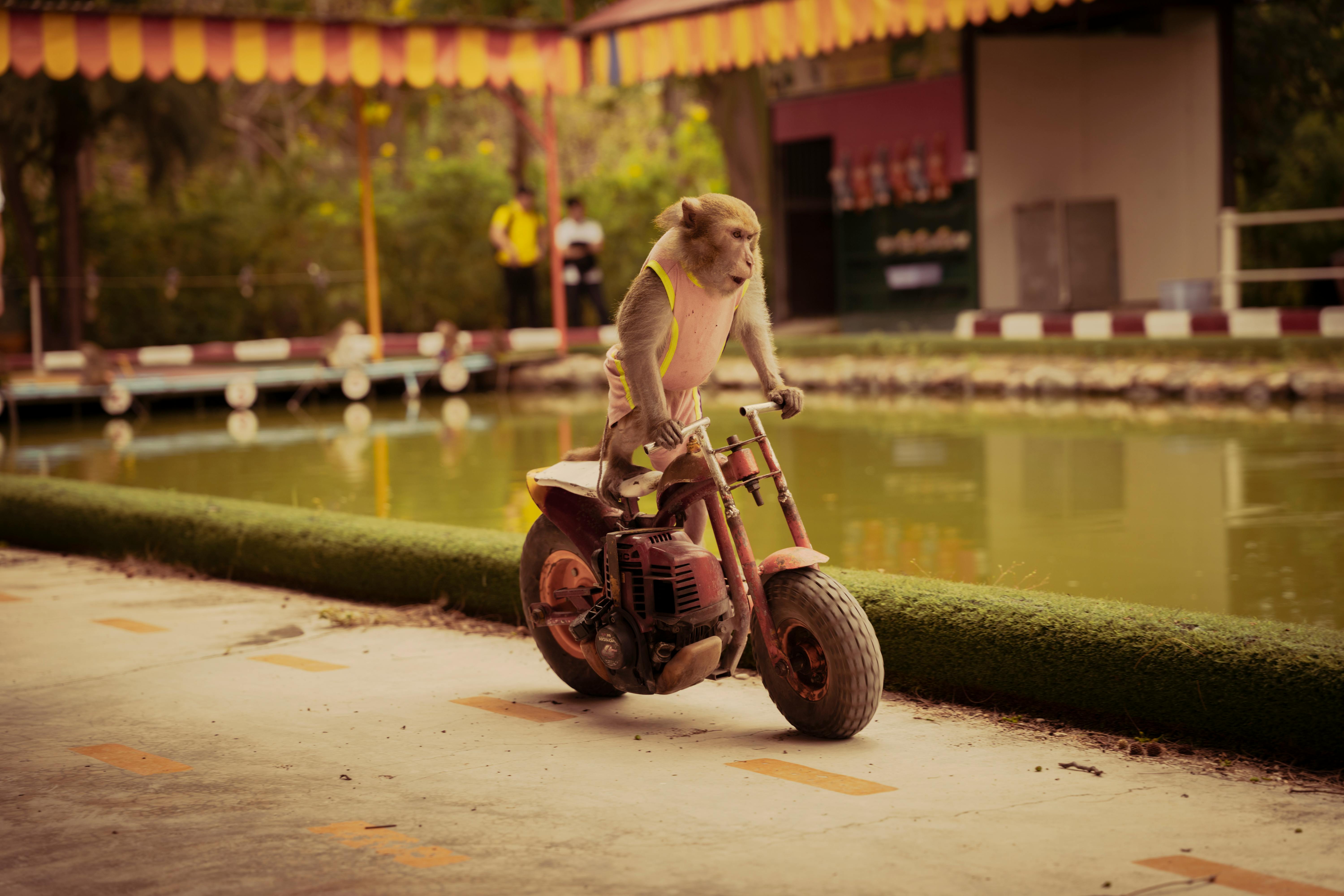 Live Shows at Juicy Adventure